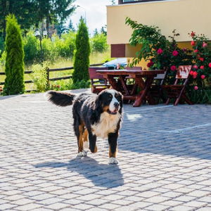 Hotel Pensiunea Orizont cazare Poiana Brașov