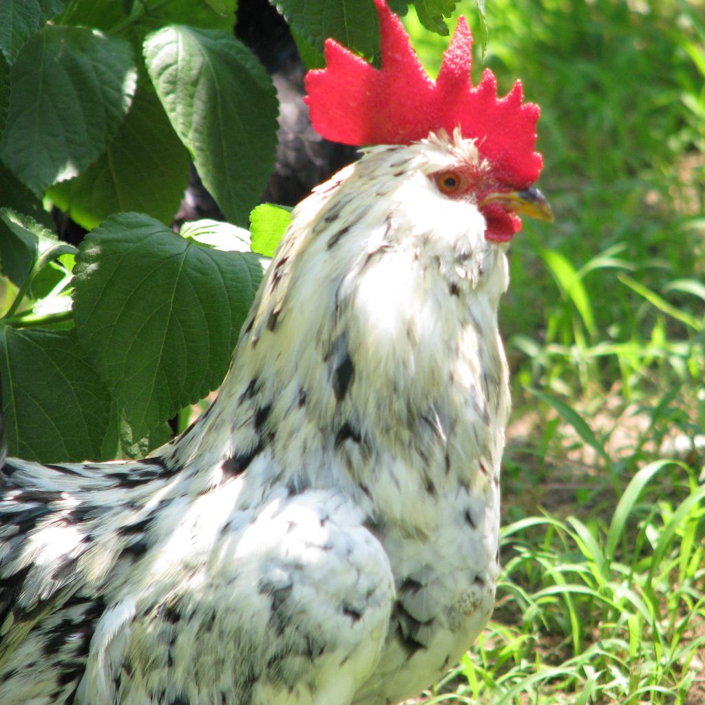 Hotel Erendiz Kemer Resort