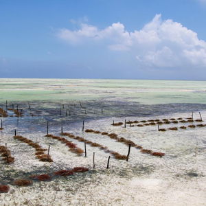 Hotel Ujamaa Beach Resort Zanzibar cazare Zanzibar Island