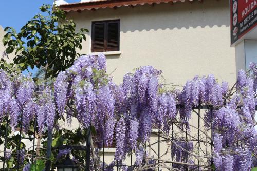 Hotel Five Fingers Holiday Bungalows