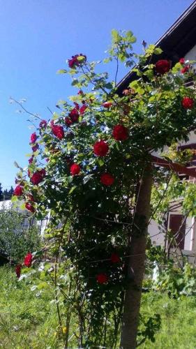 Hotel Apartman Sucuraj