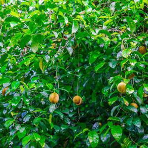 Sejur Aqua Nillambe vacanta Kandy