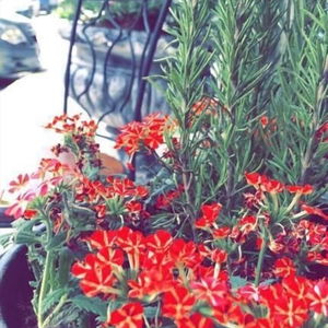 Sejur Arabesque Hotel vacanta Amman